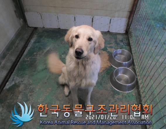 경기도 김포서 발견된 골든 리트리버. 암컷이고 2019년생이며 사람을 좋아한다고 합니다. 한국동물구조관리협회(경기 양주시)에서 보호 중입니다. 연락처는 031-867-9119입니다. 그대로 두면 안락사 됩니다. 사지 말고 입양하세요./사진=동물보호관리시스템
