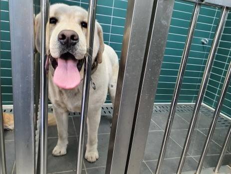 강원도 춘천 한 주차장서 발견된, 버려진 래브라도 리트리버. 춘천시 동물보호센터서 보호 중이다. 연락처는 033-245-5351. 그대로 두면 안락사 됩니다. 사지 말고 입양하세요./사진=동물보호관리시스템