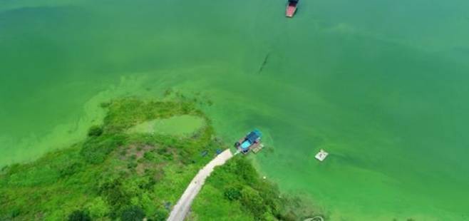여름철 폭염에 급증한 녹조에 뒤덮인 대청호