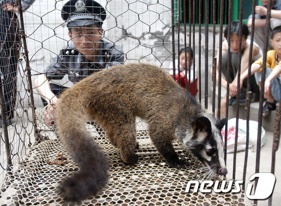 중국 후베이성 우한에서 경찰이 사향고양이 밀매를 적발하는 현장. <자료사진> © AFP=뉴스1