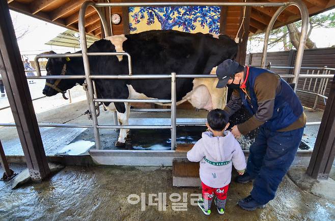 충남 예산 아그로랜드에서 젓소의 우유짜는 법을 배우는 아이