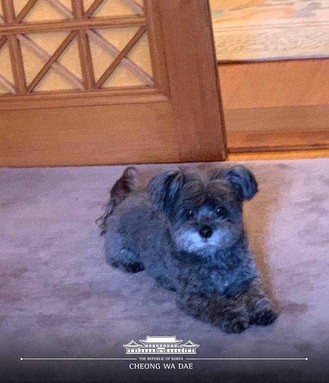 지난 2017년 7월 청와대에 입양된 토리