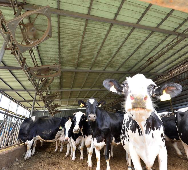 경북 포항시 전역에 폭염주의보가 발령된 지난해 6월 10일 오후 북구 기계면 젖소 농장 우사에 있는 소들이 대형 선풍기 아래에 모여 더위를 식히고 있다. 뉴스1