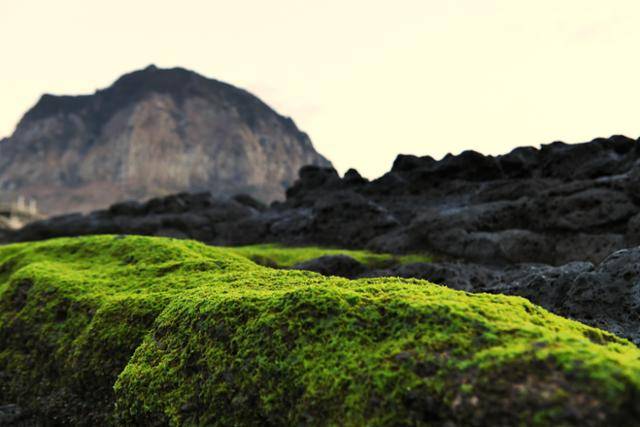 제주 서귀포시 사계리 해안의 검은 암반 위에 파릇파릇 피어난 파래. 뒤로 보이는 무채색의 산방산과 대비된다.
