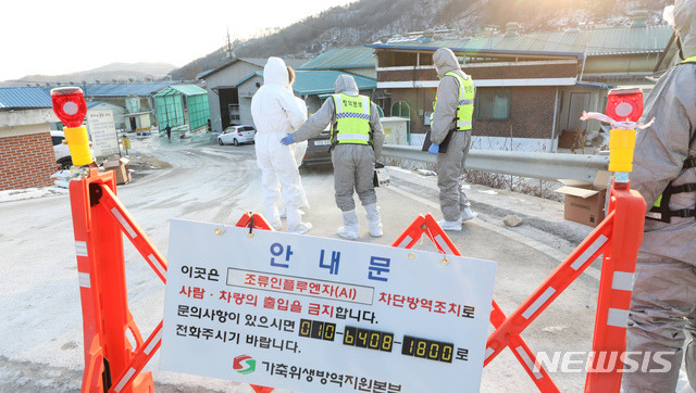 [세종=뉴시스]강종민 기자 = 세종시 산란계농장 밀집단지에서 고병원성 조류인플루엔자(H5N8)가 발생한 6일 오후 방역 관계자들이 살처분 작업을 하기 위해 이동하고 있다. 이날 세종시와 방역 당국은 이 농장의 닭 13만7000 마리와 가축단지 안 농가에서 사육하는 27만3000 마리를 살처분 했다. 2021.01.06.  ppkjm@newsis.com