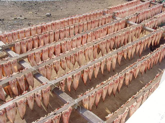 물메기가 많이 잡히는 통영 추도에서 바닷바람에 말린 물메기는 잔칫상에 오르는 귀한 음식 재료다.