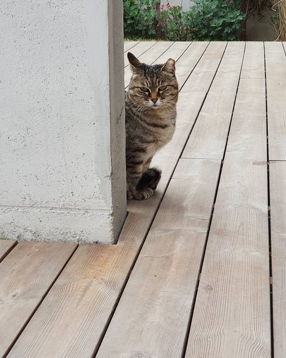 이연복 셰프가 돌 봤던 길냥이 ‘기절이.’ 한 번 사료를 잘못 먹고 기절했다 깨어나서 그런 이름을 얻었다. [이연복 페이스북]