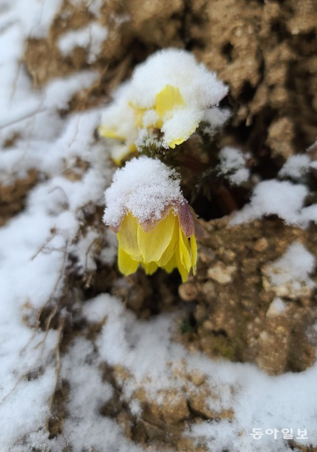 16일 경기 용인시 처인구 백암면 한택식물원 산기슭에 복수초(福壽草)가 눈을 맞으며 수줍은 듯 꽃을 피워 아름다운 자태를 뽐내고 있다. 얼음새꽃으로도 불리는 복수초는 서양에서는 ‘슬픈 추억’이라는 꽃말을 가지고 있지만 동양에서는 ‘영원한 행복’을 뜻한다.