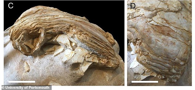 이 화석은 하나의 뼈가 아니라 여러 개의 얇은 판으로 이뤄져 있다. 이런 구조는 오직 실러캔스라는 어류의 폐만이 지닌 특성이다.(사진=포츠머스대)