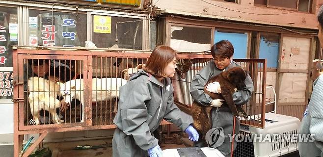 구조되는 개시장 개들 [연합뉴스 자료사진]