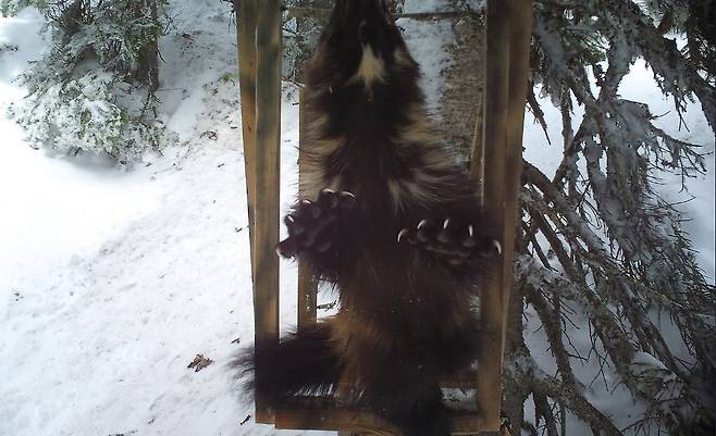 날카롭게 곧추세운 울버린의 발톱. 휴 잭맨의 돌연변이 캐릭터를 연상시키기에 충분하다. /미 국립공원관리공단