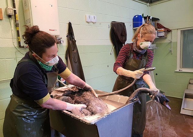 백조의 깃털을 뒤덮은 검은 물질을 씻어내기 위해 애쓰고 있는 영국 동물보호단체 직원들(RSPCA)