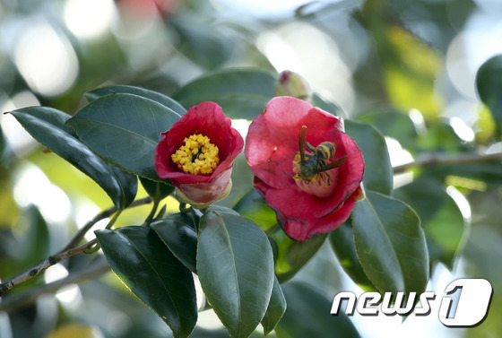 전남 강진군 성전면 월남마을의 한 가정 집 동백나무/뉴스1 © News1DB