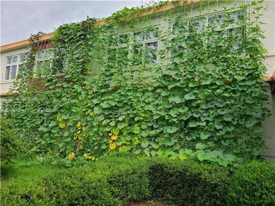 강원 춘천시에 있는 천전초교에 '그린 커튼'이 생긴 모습. 그린 커튼은 건물 벽과 창가에 나팔꽃과 같은 덩굴식물을 심어 여름철 직사광선과 복사열을 차단, 실내 온도를 낮추는 효과가 있다. 사진 춘천시