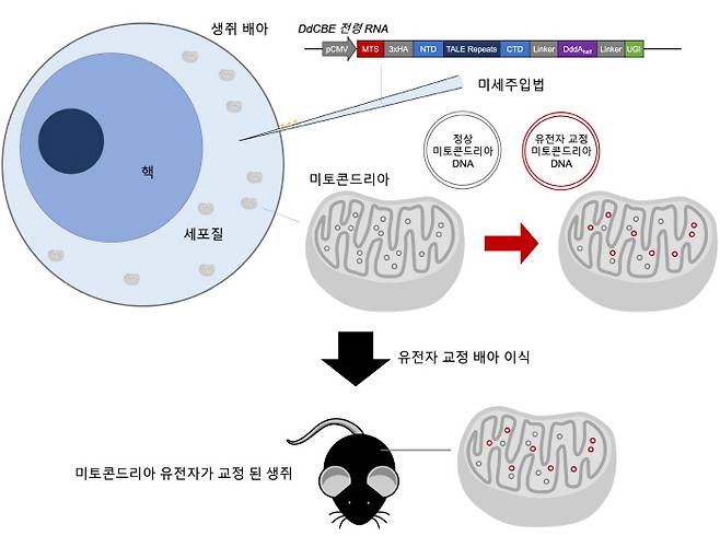 DdCBE 미세주입법을 이용한 미토콘드리아 DNA 교정 생쥐 제작 모식도. 사진제공=IBS