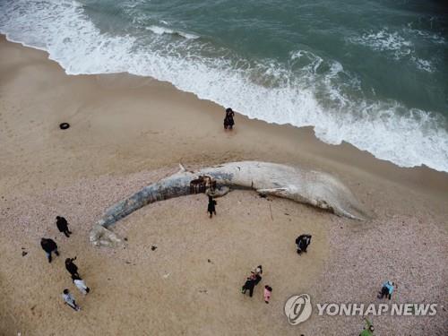 이스라엘 해변에 밀려와 죽은 채 발견된 길이17m의 긴수염고래. [이미지출처=연합뉴스]