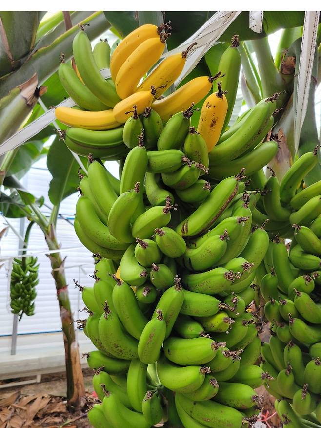 전남 해남 계곡면 김현식 농가에서 2년째 바나나를 재배하고 있다. 농협전남지역본부 제공