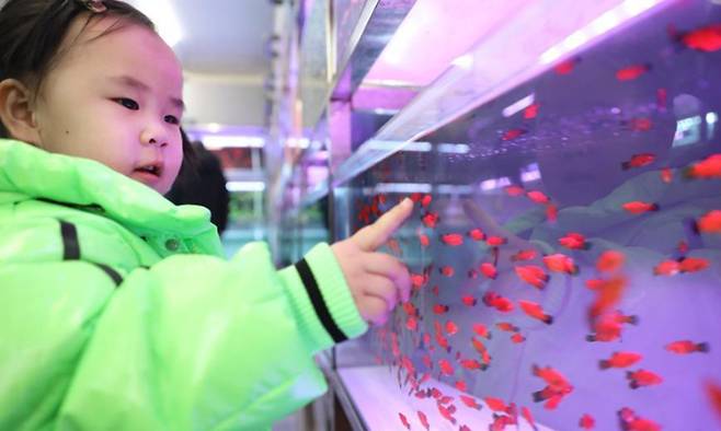 중국 랴오닝성 톈산시 톈시 구의 한 아이가 물고기를 보고 있다. 글로벌타임즈 캡처
