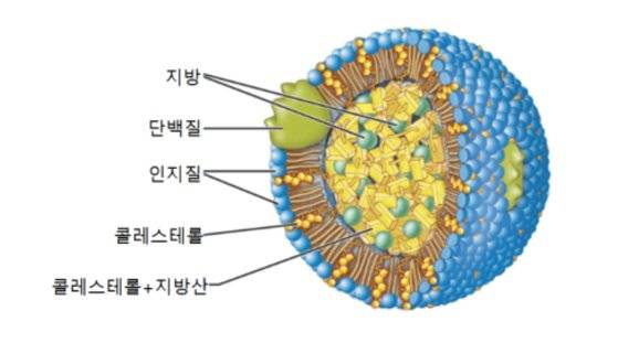 [그림2] 리포단백질. 지방과 콜레스테롤 등을 운반하는 수송체. 밀도·크기·역할을 달리하는 몇 종류가 있다.