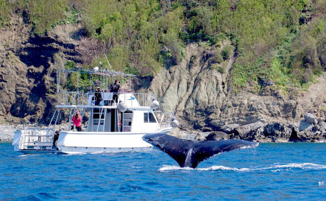 오가사와라 근해의 흑등고래