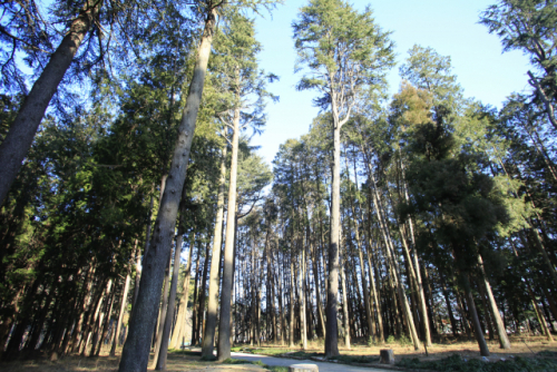 법기수원지는 산책로 주변으로 높게 솟은 개잎갈나무와 편백나무·추자나무 등이 울창한 숲을 이루고 있다.