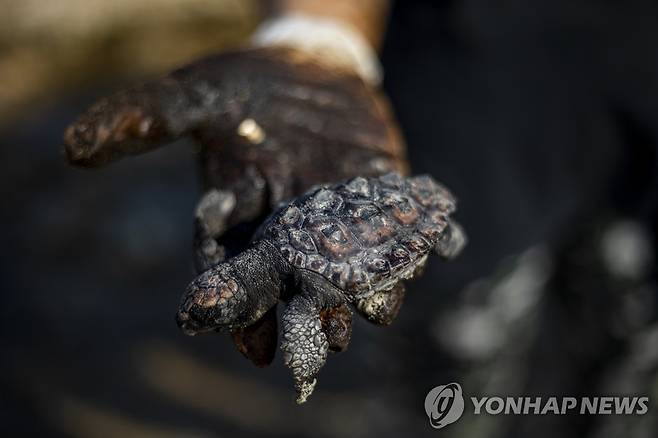 20일(현지시간) 한 바다거북이 해양 기름유출 사고가 발생한 이스라엘 지중해변에서 타르를 뒤집어쓴 채 죽어 있다. [AP=연합뉴스]