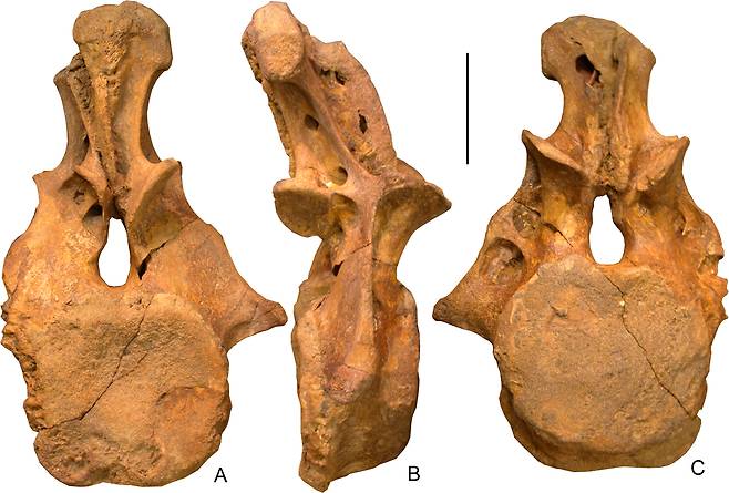 다르라티타니스 킹기의 꼬리 뼈 화석(사진=플로스원)