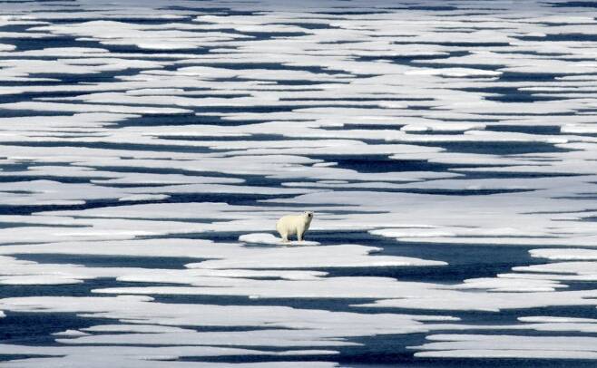 해빙 위에 있는 북극곰의 모습.(사진=AP 연합뉴스)
