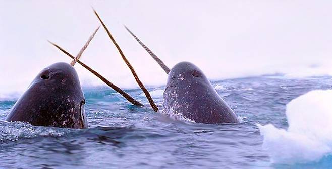 숨을 쉬기 위해 해빙 사이로 올라온 일각고래들의 모습.(사진=AP d연합뉴스)