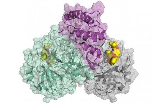 신종 코로나의 프로테아제 구조 고분자 결정학 기술로 밝혀낸 프로테아제 구조를 그래픽으로 만든 것이다.    신종 코로나바이러스의 프로테아제는, 2개의 동일한 분자로 구성된 2분자체 형태를 띠는데 하나는 녹색과 자주색, 다른 하나는 회색으로 보인다.   활성 상태인 프로테아제 중심과 결합한 저분자(노란색)가 바이러스 억제제의 청사진이 될 수 있다.   [독일 뤼벡대 힐겐펠트 교수팀 '사이언스' 논문 캡처 / 재판매 및 DB 금지]
