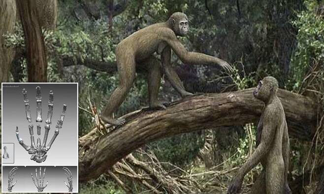 “인류 조상, 최소 440만년전까지 침팬지처럼 나무탔다”