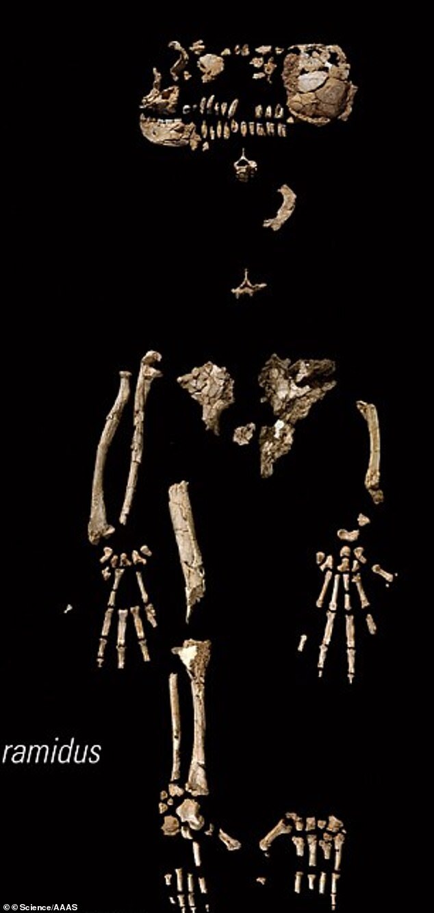 아르디피테쿠스 라미두스의 뼈 화석(사진=사이언스/AAAS)