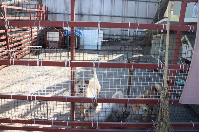2018년 당시 서울 노원구 중계동에 마련된 개들을 위한 소규모 보호소 속 개들이 울타리 밖을 내다보고 있다. 고은경 기자