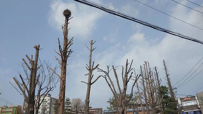 경기 의정부 벌말어린이공원 주변 가로수들.