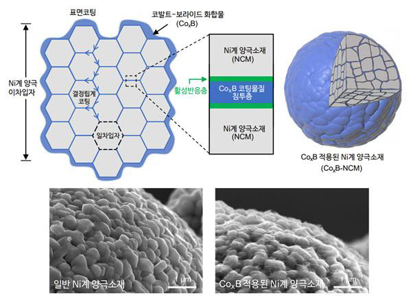 CoXB-NCM 양극을 적용한 셀과 일반 NCM양극을 적용한 셀 성능 비교.(자료=울산과학기술원)