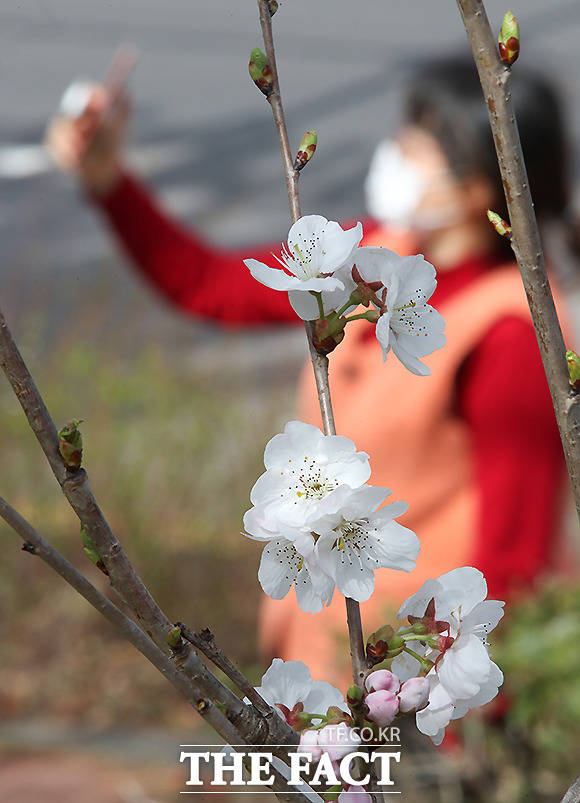 2월과 3월 기온이 평년보다 높아 올해 벚꽃은 예년보다 빨리 필 전망이다.