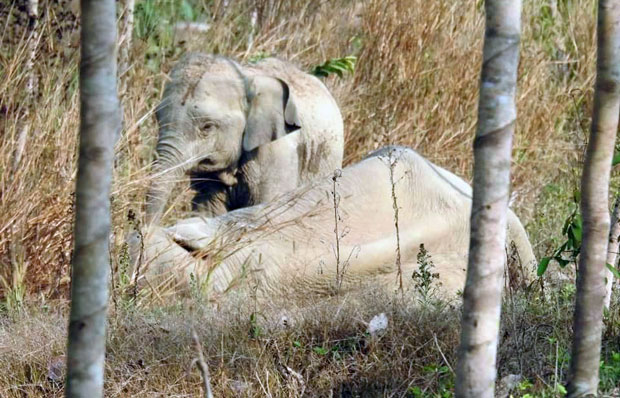 1일(현지시간) 태국 TNN은 쓰러진 야생 코끼리를 구조하기 위해 출동한 수의사들이 새끼 코끼리의 거센 저항으로 구조에 애를 먹었다고 전했다.