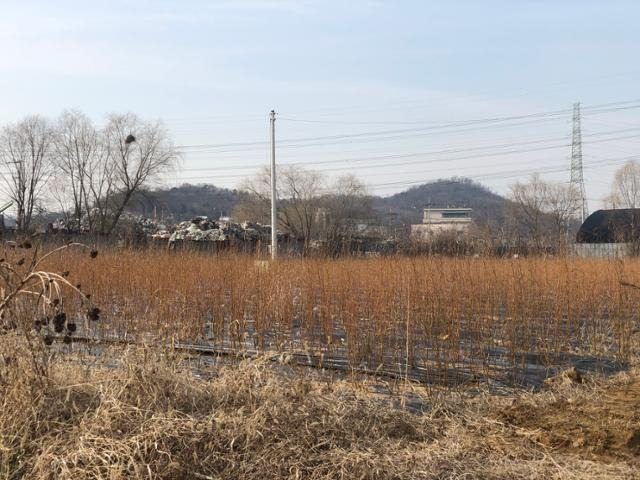 3일 오후 경기 시흥시 과림동의 LH 직원이 사전 정보를 이용해 매입한 것으로 추정되는 밭. 버드나무 묘목 수백그루가 심어져 있다. 이승엽 기자