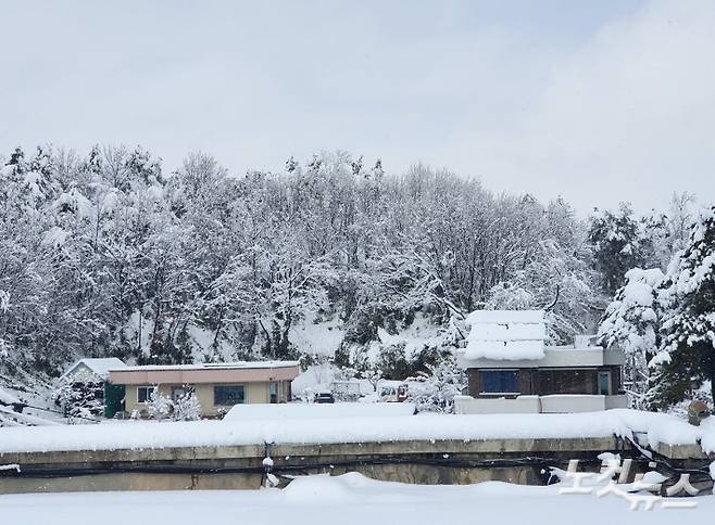 눈이 내려 쌓인 강원 강릉지역. 유선희 기자