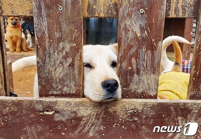 2월 28일 경기 김포시의 한 사설 동물보호소에 있는 강아지들. 남양주시 개농장에서 구조됐다. © 뉴스1 최서윤 기자