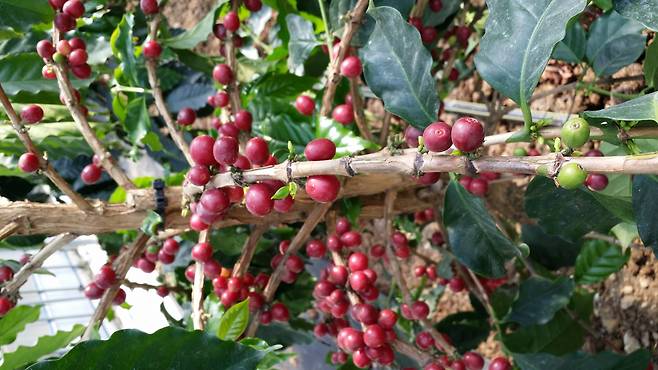 한반도 기온이 올라가면서 전남 고흥군에서 커피재배도 가능해졌다. 빨갛게 익은 커피열매 [사진제공=고흥시]