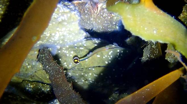 독도 해역에서 발견된 아열대성 희귀어종 ‘부채꼬리실고기' [사진제공=한국해양과학기술원]
