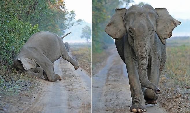 인도 코끼리, 길 걷다가 갑자기 땅에 머리 박아, 이유는?