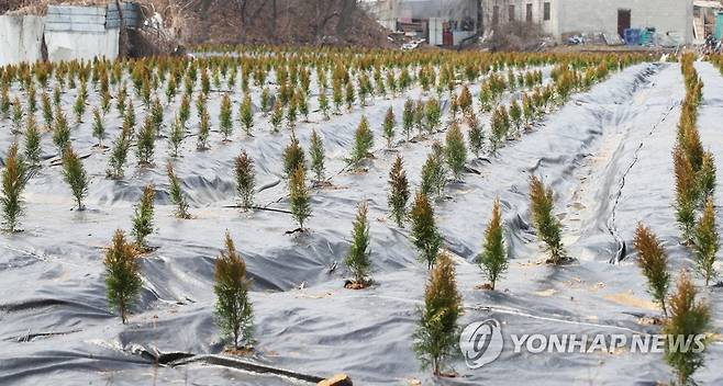 LH 직원 투기 의혹 토지에 심긴 묘목
