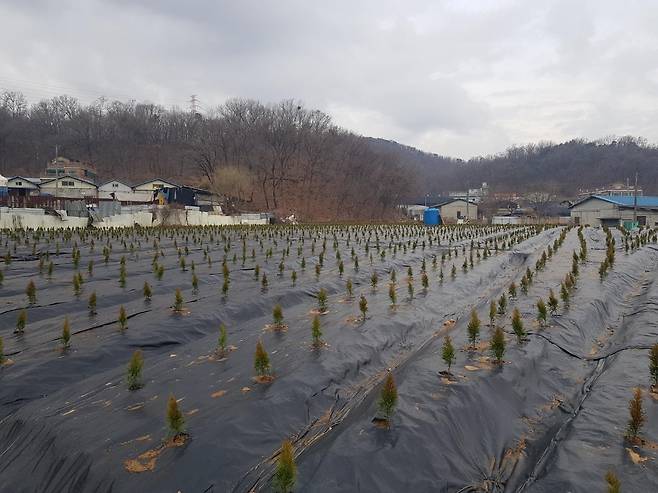 LH 직원 등이 매입한 토지에 심어놓은 나무 묘목 [촬영=김광호 기자]