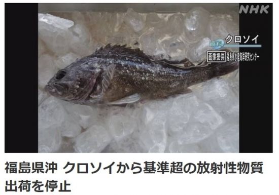22일 후쿠시마현 앞바다에서 잡힌 우럭에서 기준치의 5배에 달하는 방사성 물질이 검출됐다. 사진=NHK 방송화면 캡처.