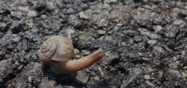 [서울=뉴시스] 홍상수가 남긴 달팽이 영상. 2021.03.05. (사진 = 베를린국제영화제 홈페이지 캡처) photo@newsis.com