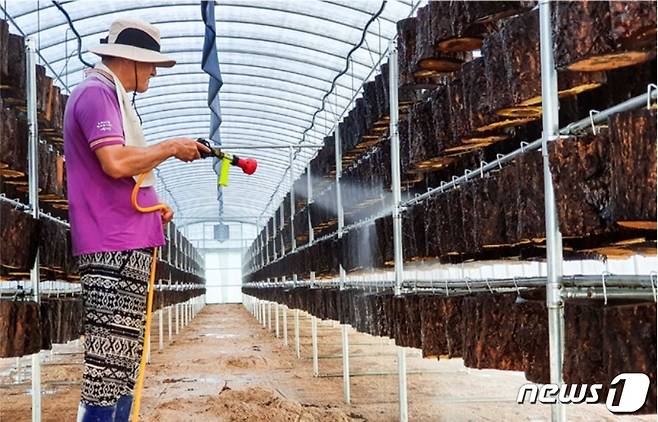 천풍농원 이종완씨가 상황버섯 배지에 물을 주고 있는 모습. 천풍농원 제공. © 뉴스1