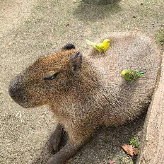 에버랜드에서 휴식 중인 카피바라 위에 새들이 앉아 있다. 에버랜드