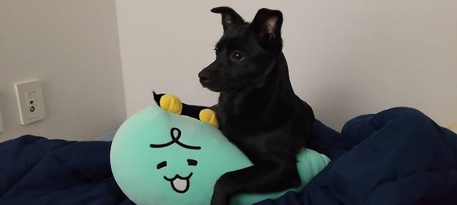 검은 개 반달이는 아주 소심하고 여태껏 짖은 게 손에 꼽힌다. 그런데도 털 색깔만을 가지고 "저렇게 시커먼 개를 왜 키우느냐"고 한다. 누군가에게 정말 소중한 개인데도. 반달이는 검은 개가 아니라, 그냥 개다./사진=반달이 보호자님